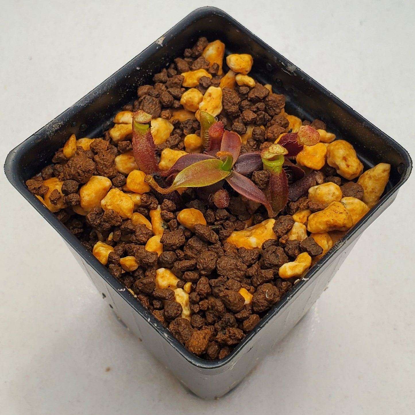 Nepenthes spectabilis giant x villosa BCP