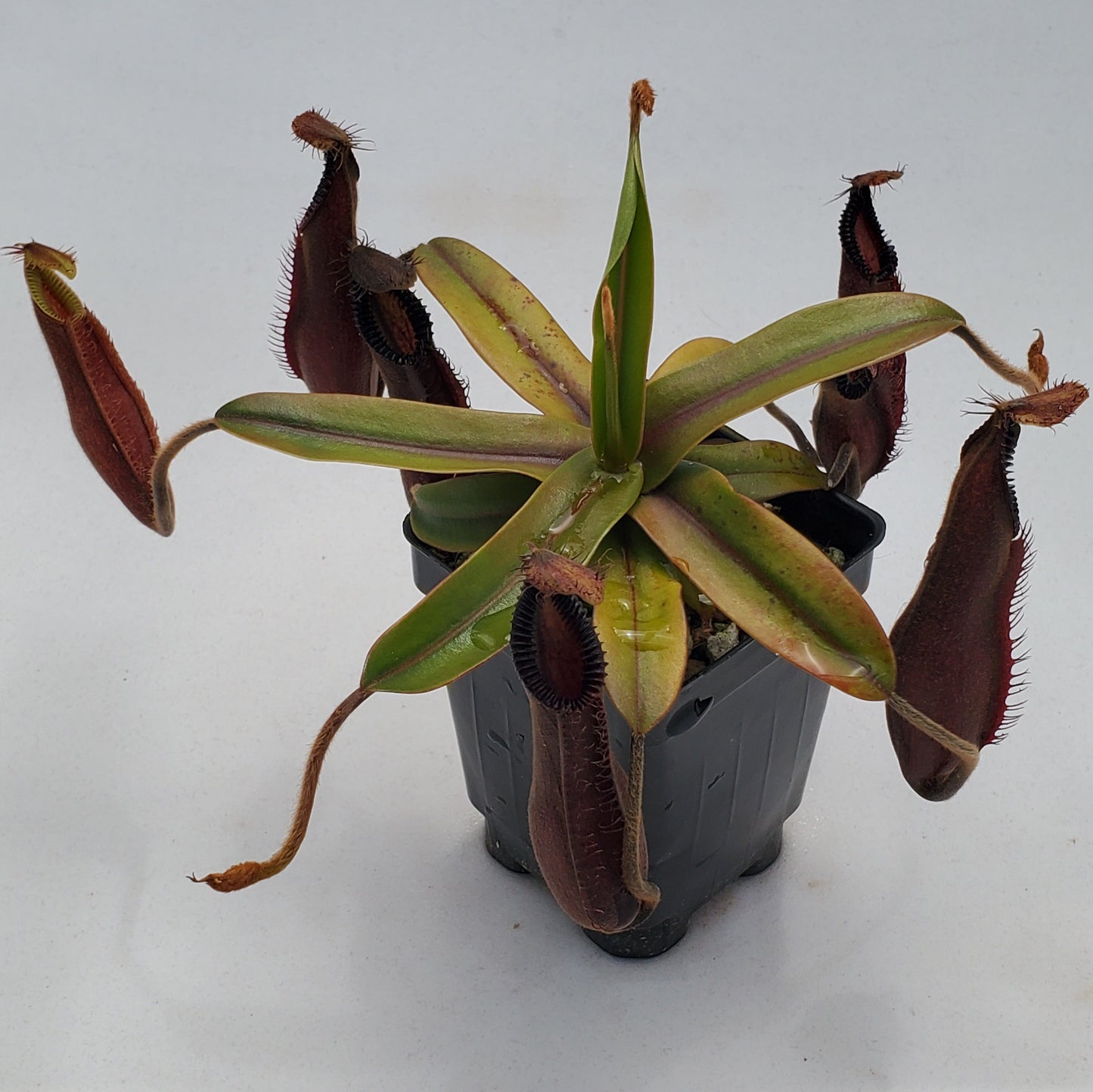Nepenthes diabolica x hamata (Smilodon) AW