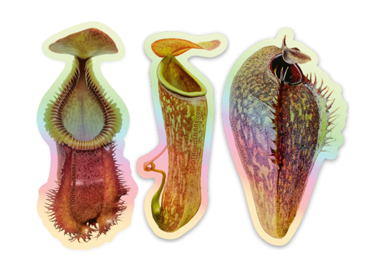 Nepenthes Stickers