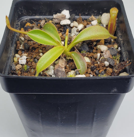 Nepenthes Trusmadiensis AW