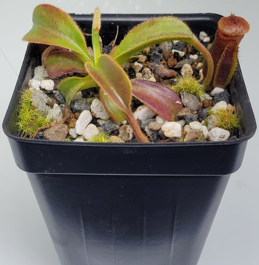 Nepenthes Trusmadiensis AW