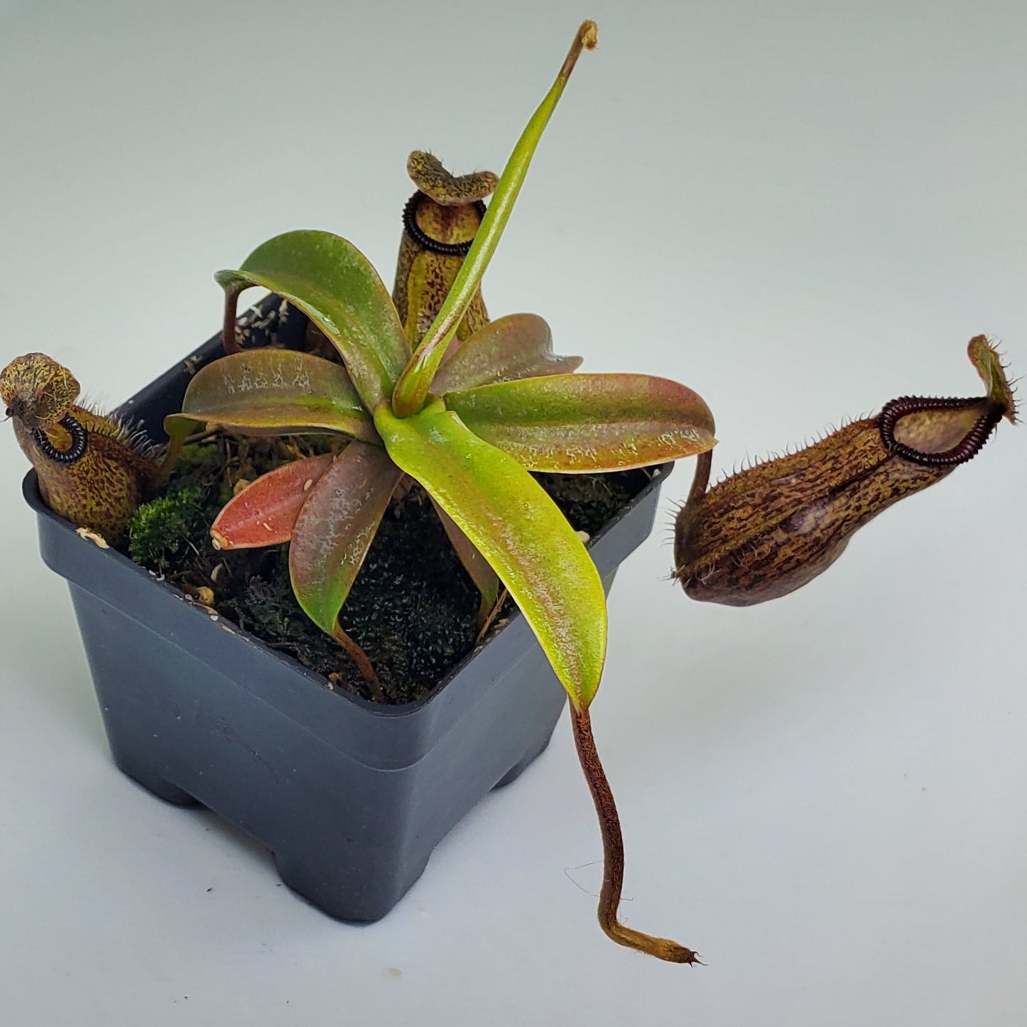 Nepenthes hamata x (lowii x tentaculata) BE
