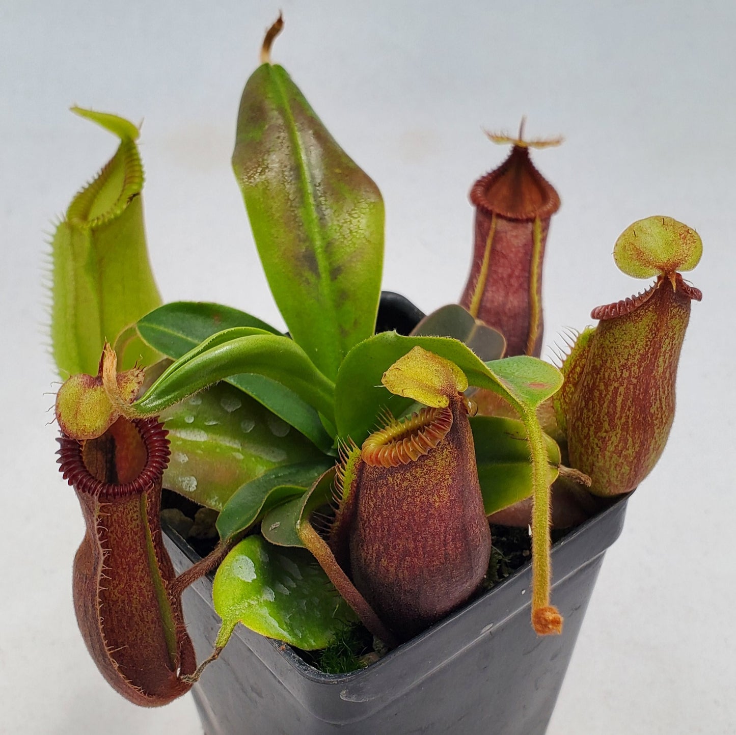 Nepenthes hamata x Harryana SG-division