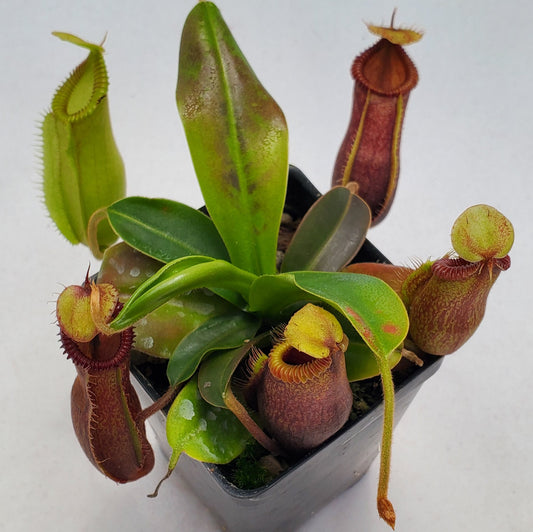 Nepenthes hamata x Harryana SG-division