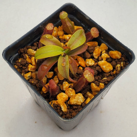 Nepenthes maxima x villosa BCP