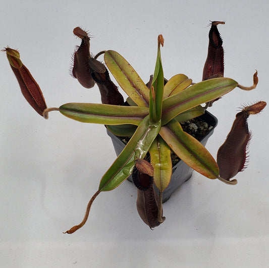 Nepenthes diabolica x hamata (Smilodon) AW