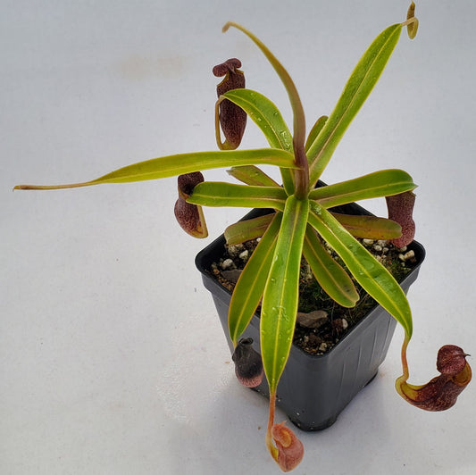 Nepenthes micramphora BCP