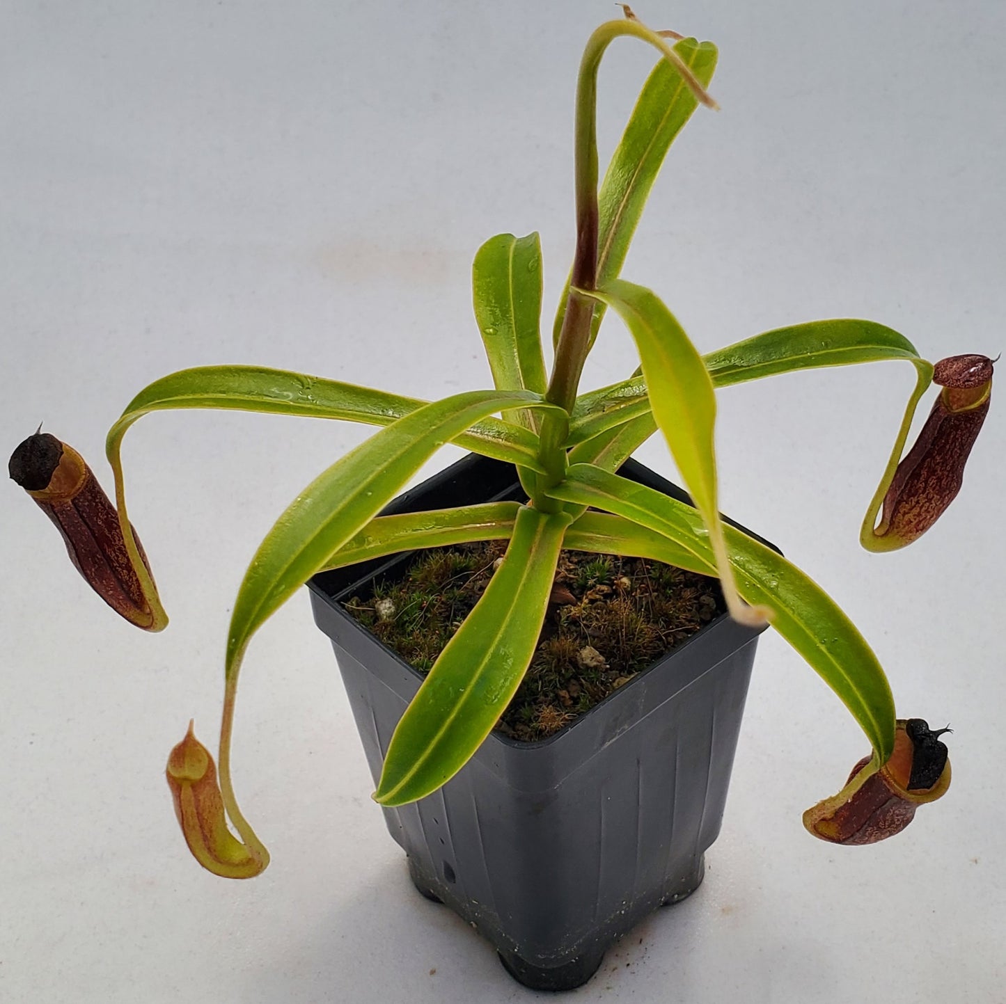 Nepenthes micramphora BCP