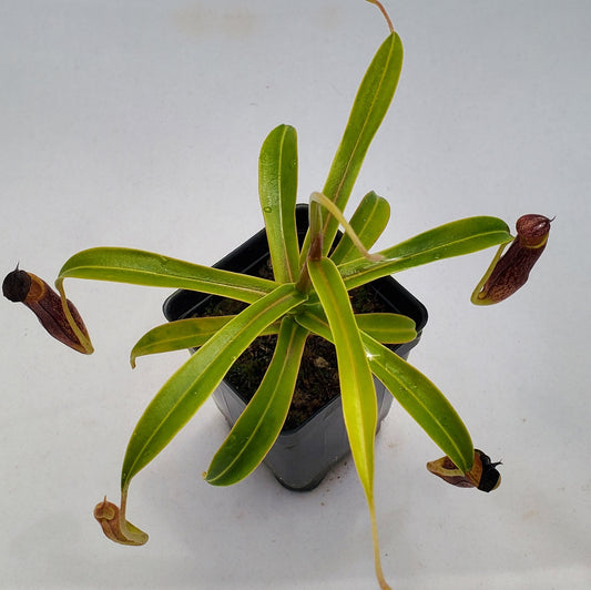 Nepenthes micramphora BCP