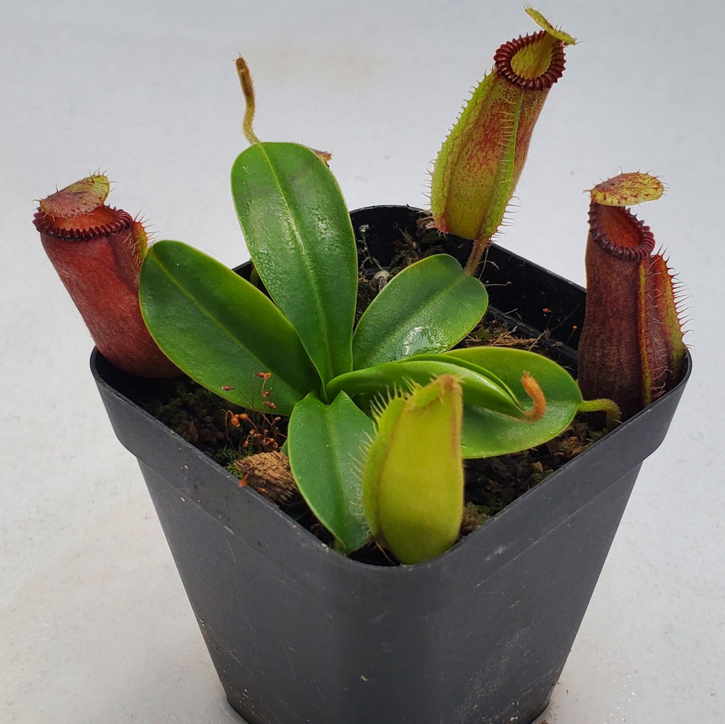 Nepenthes hamata x Harryana SG-division