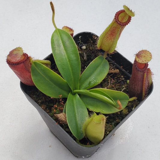 Nepenthes hamata x Harryana SG-division