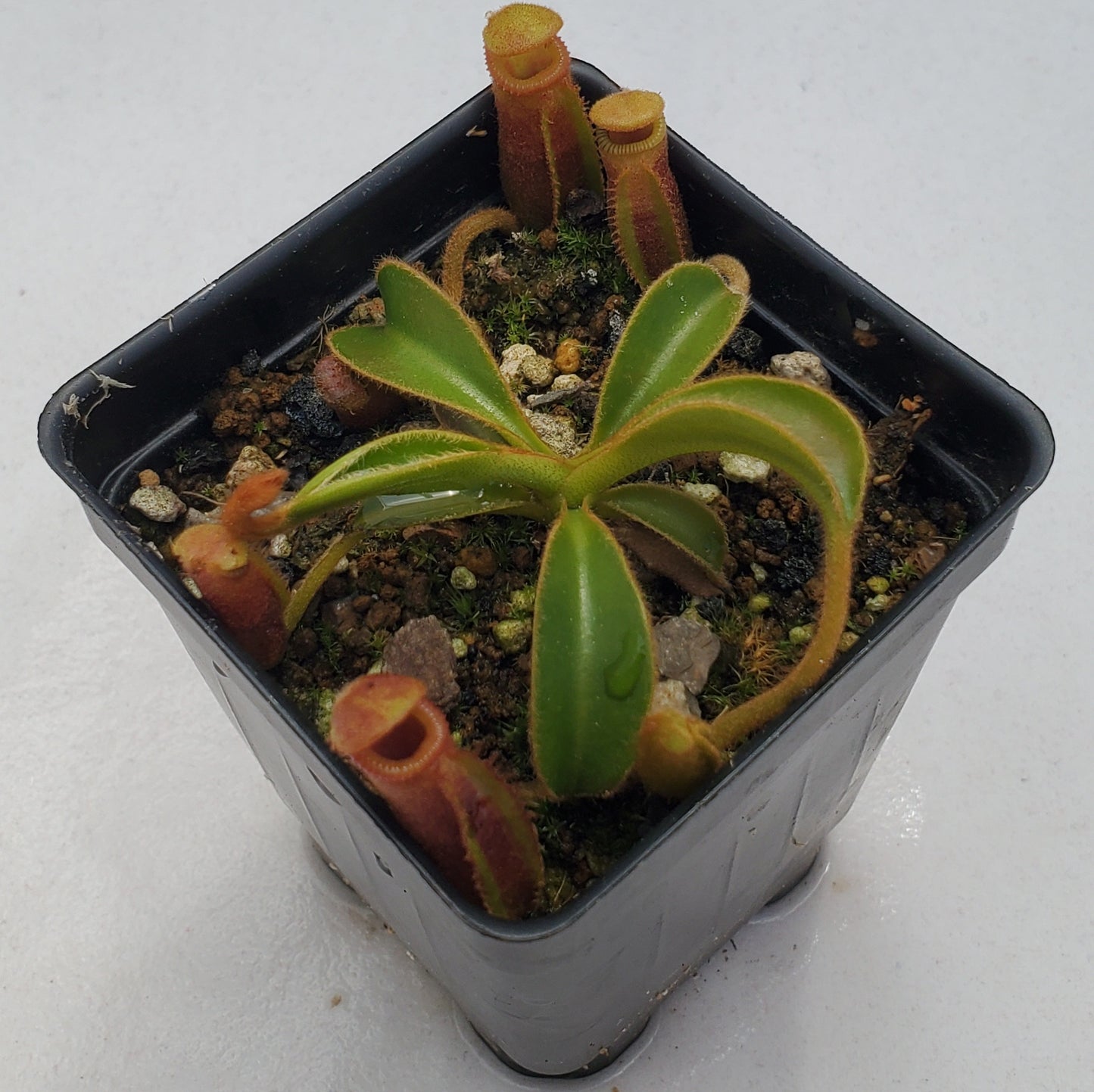 Nepenthes Trusmadiensis AW